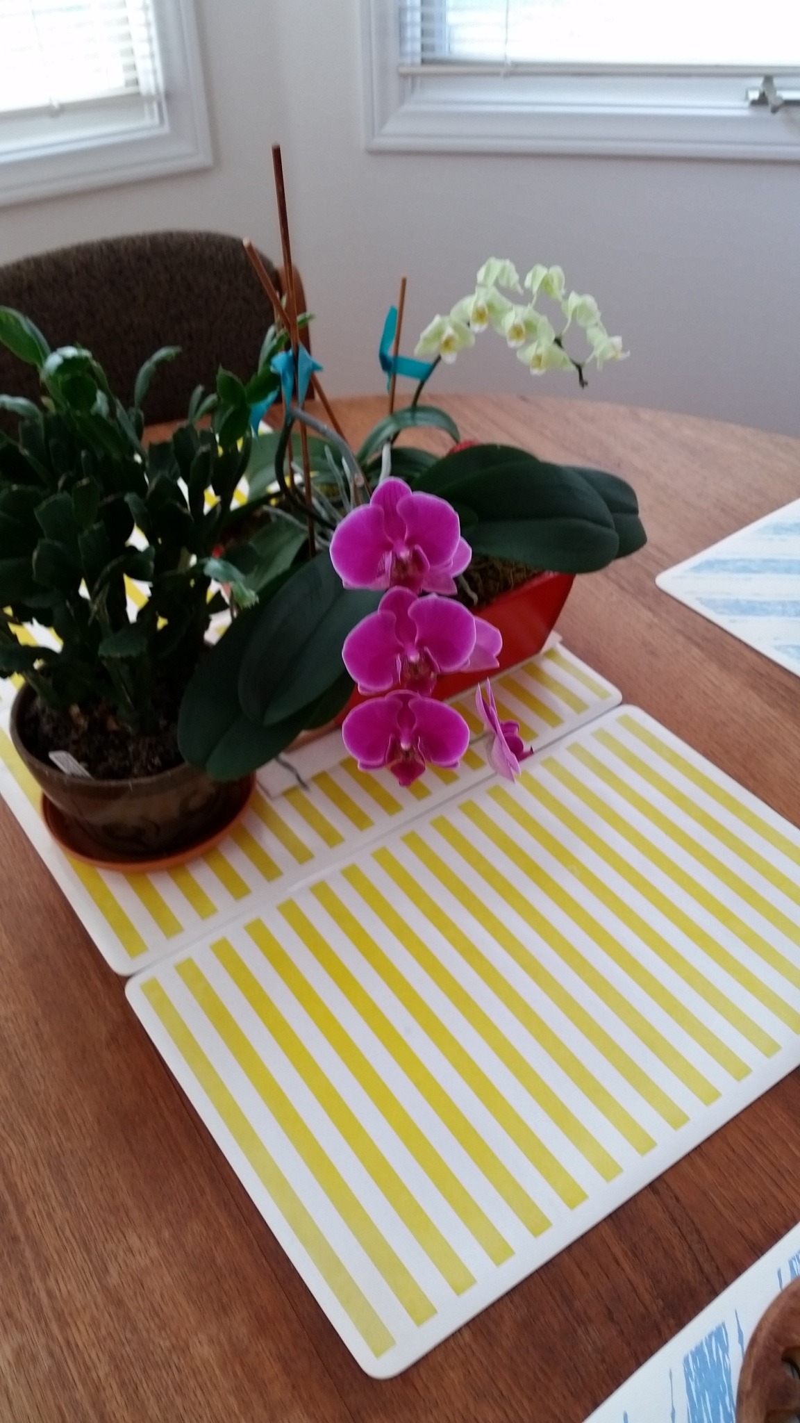 Orchid, 50cm