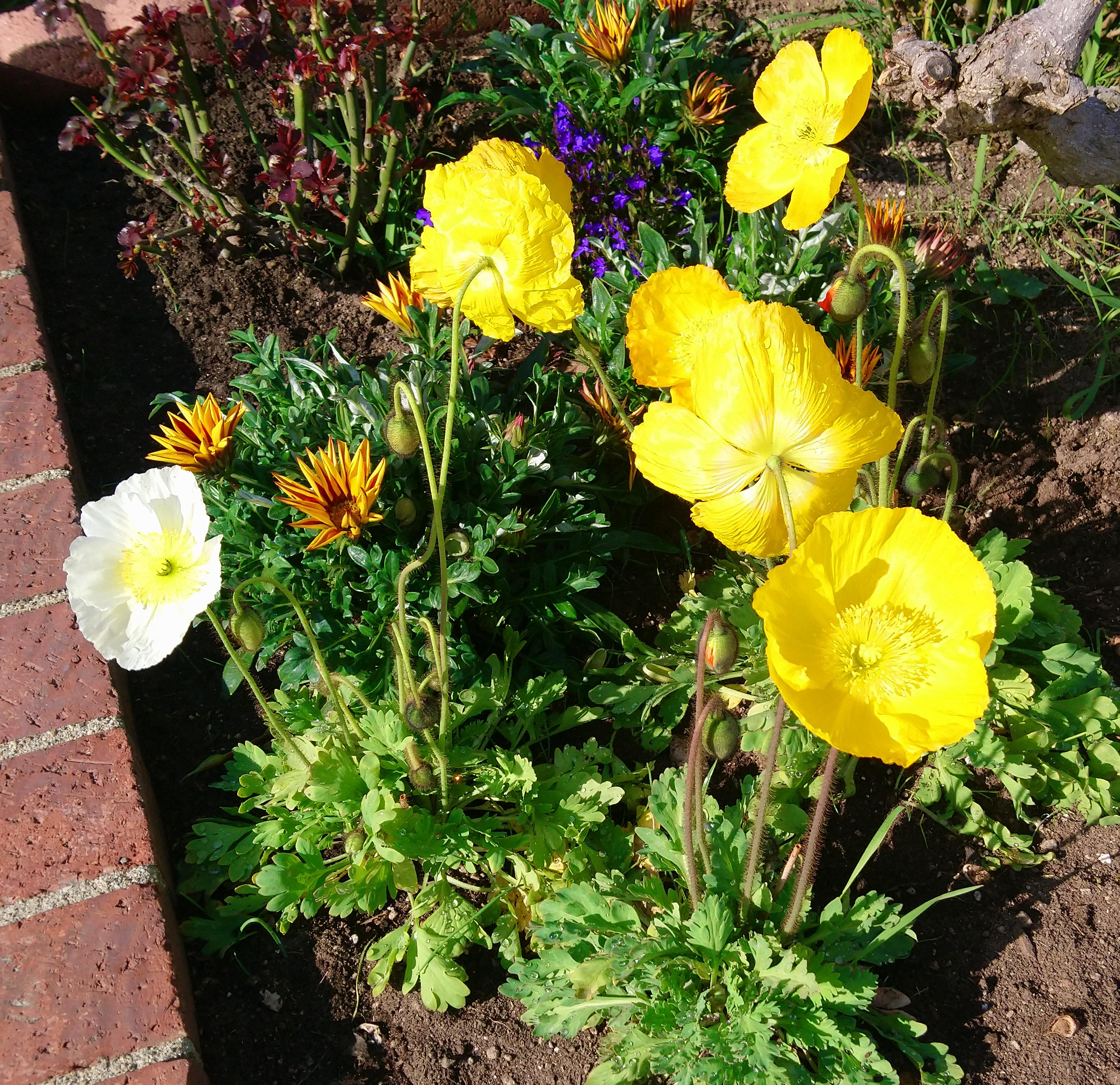 Yellow flowers